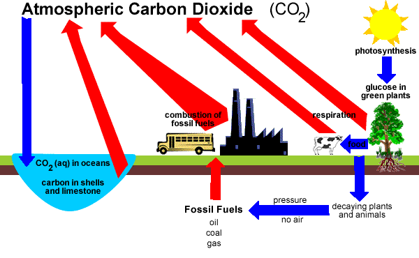 Carbon oxygen carbon dioxide